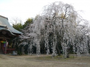 永平寺の枝垂桜、見る