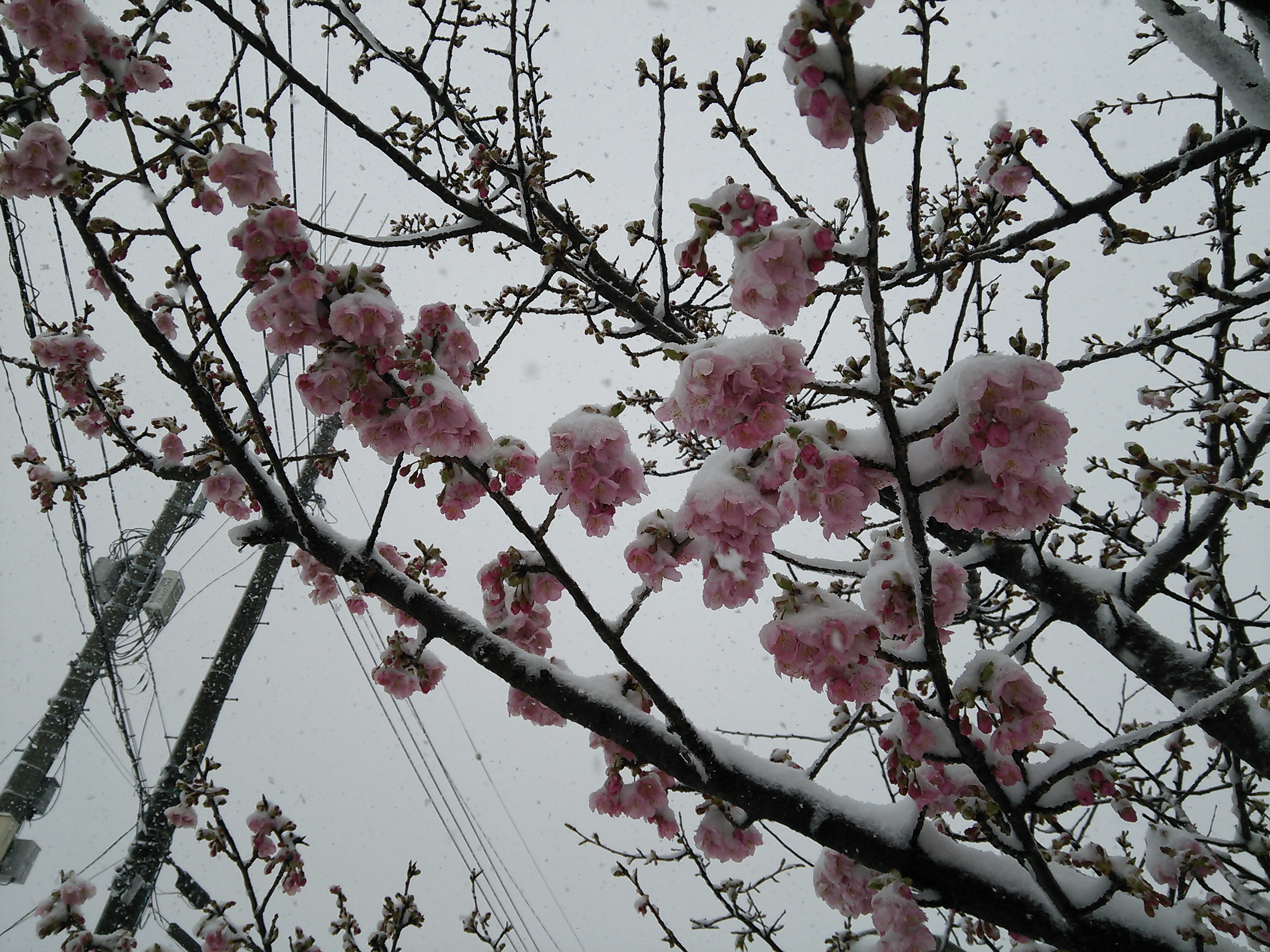 桜と雪